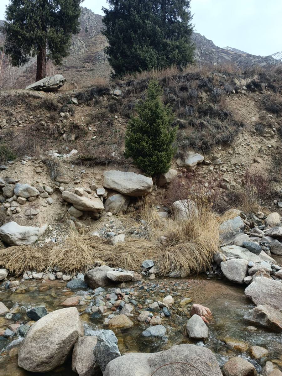 Clear, shallow mountain stream flowing over granite stones below a spruce slope
