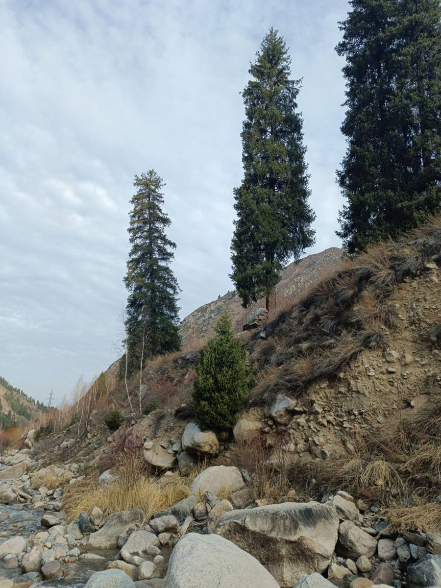 Tall Tian Shan spruce trees on a rocky slope above a mountain stream