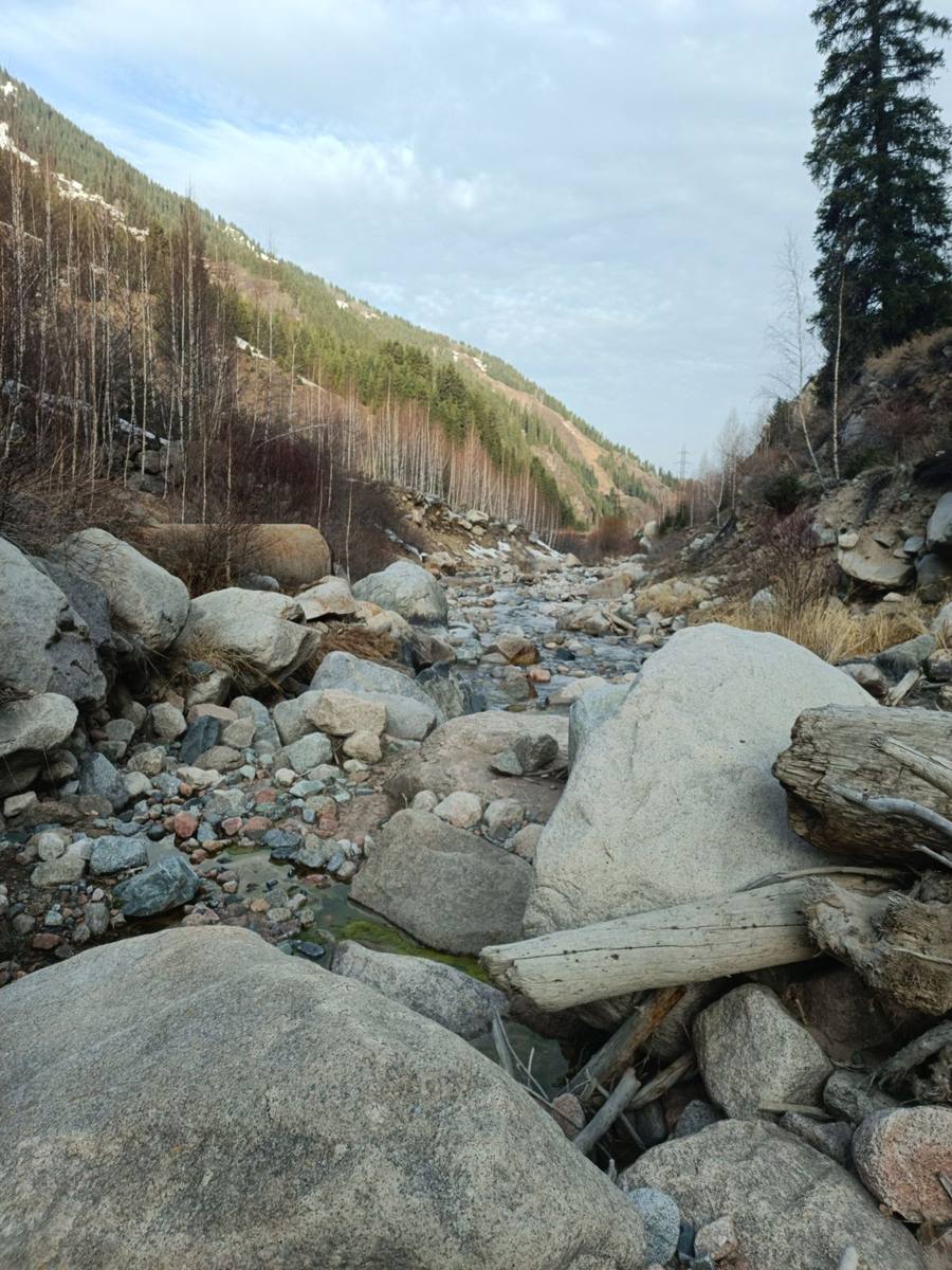 Mountain stream running between granite boulders in an Ile Alatau valley, spruce and birch on the slopes, early spring